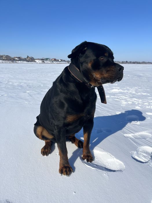 Ищем девочку ротвейлера для вязки