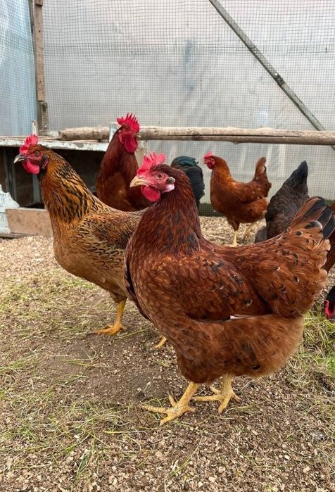 Ханхяп Корейская несушка