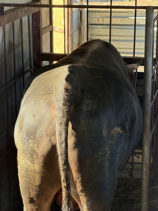 Продам быков откормленых