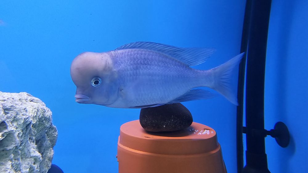 Рибки Африкански цихлиди