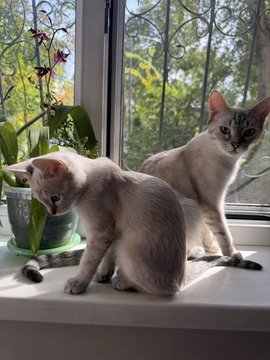 Котенок кошечка ласковая