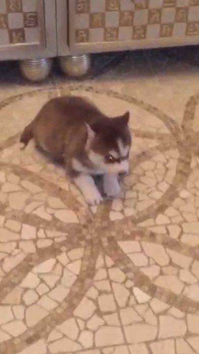 Девочка хаски шоколадная голубоглазая