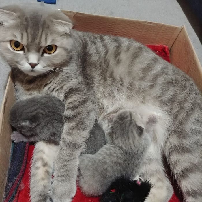 Вязка британского кота