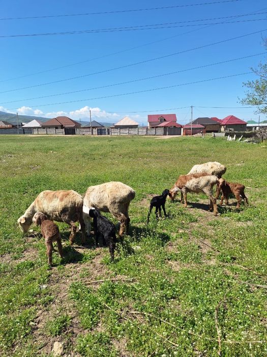 Продам баран маток с ягнатами