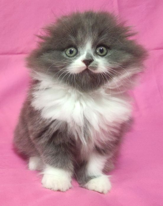 Вислоухий хайленд!