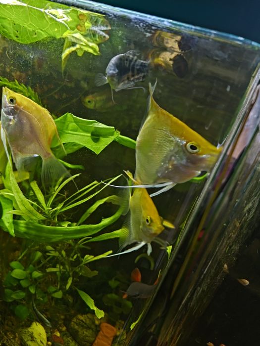 Скалярии молодые