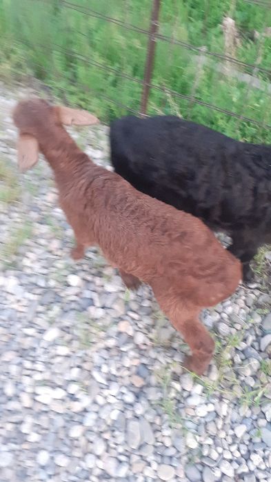 Қой сатылыды қозы