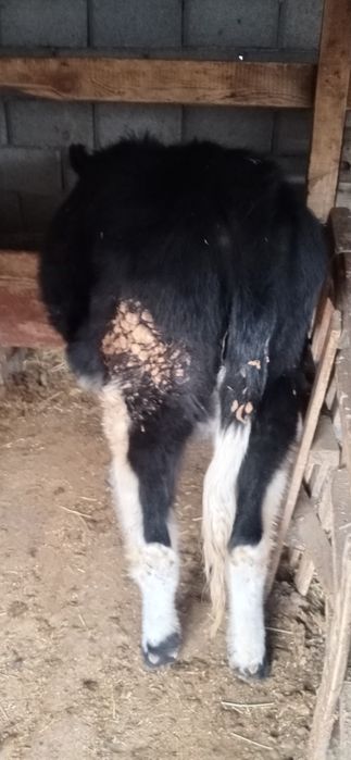 Тана сатылады ургашы