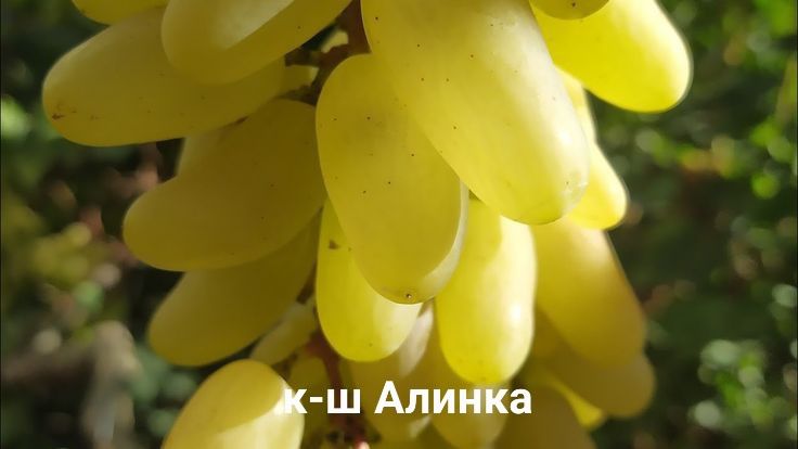 Сортовые Саженцы винограда Семей