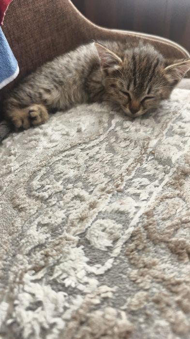 Котёнка отдам в добрые руки