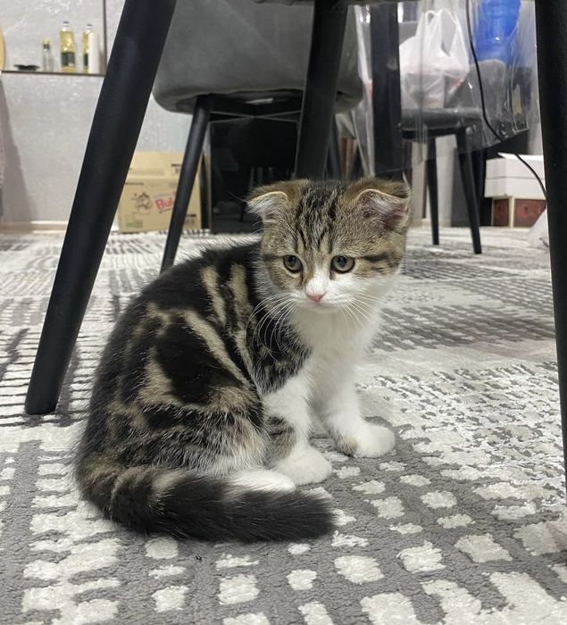 Британские котята: мальчик и девочка, необычный окрас