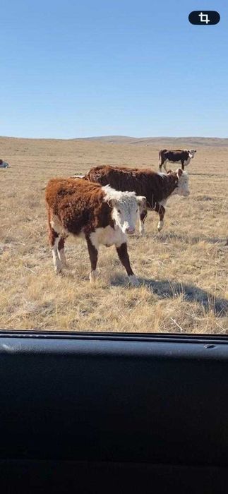 Продаются телята