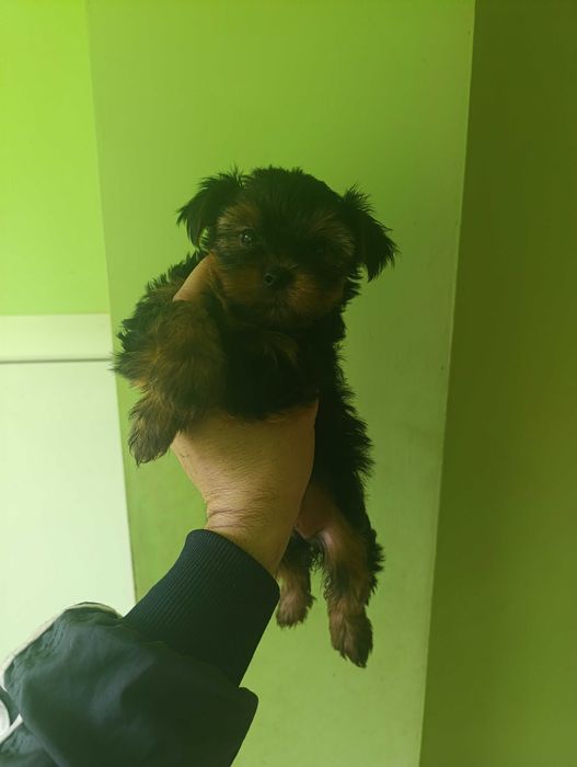 Йоркширски териери