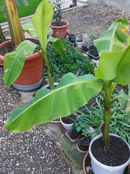 Bananieri , portocali