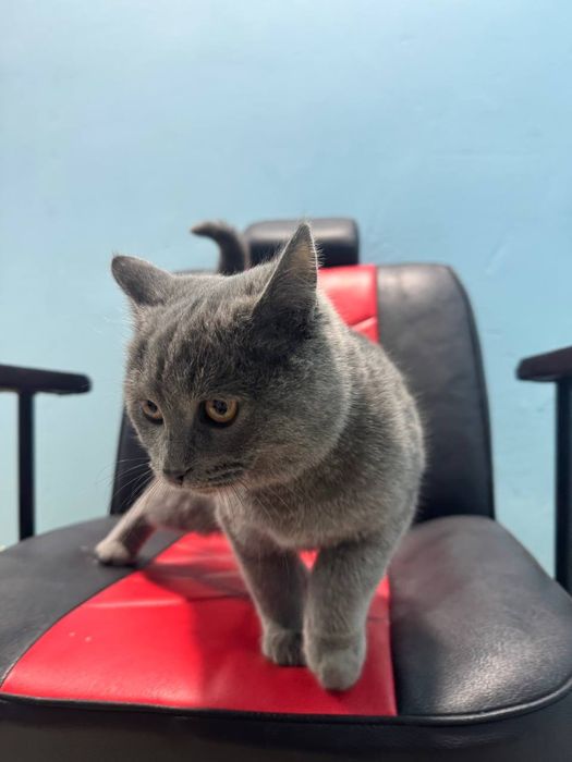 Скот пишак сотувда