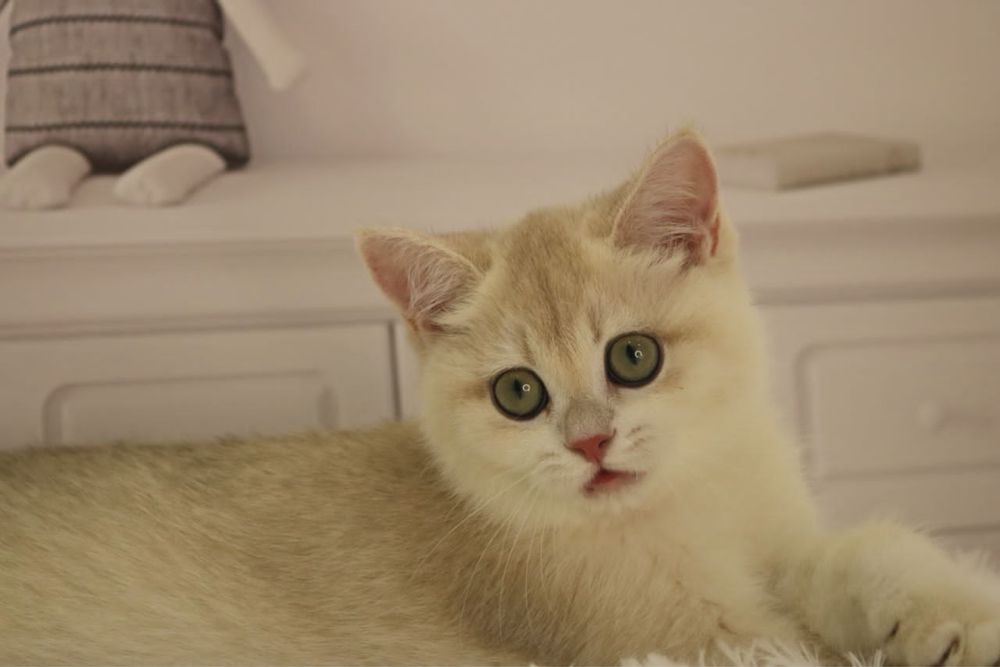 Девочка ау12 британка