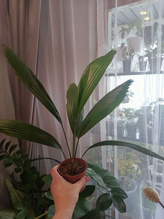 Большой выбор цветов .