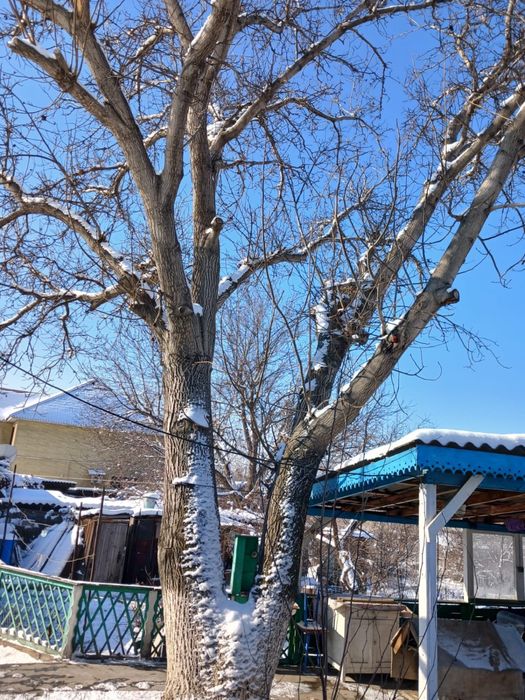 Продам ореховое дерево