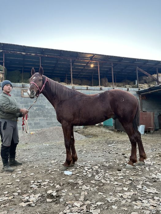 Продается лошадь