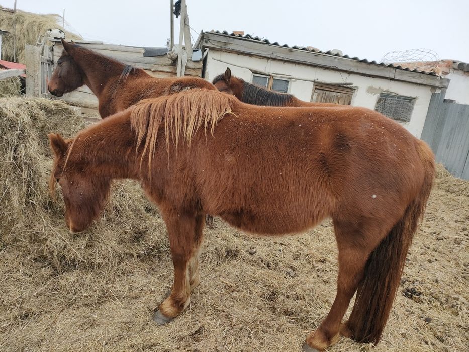 Продам молодых кобыл