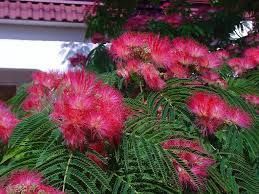 Arborele de mătase – eleganță și rafinament pentru grădina ta!