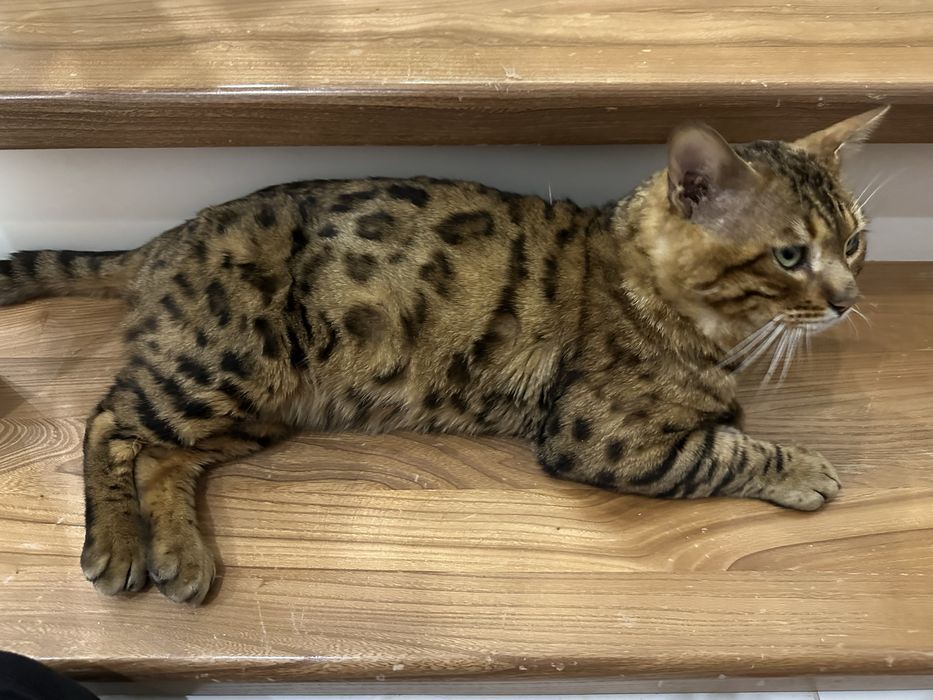 Продам Бенгальского кота