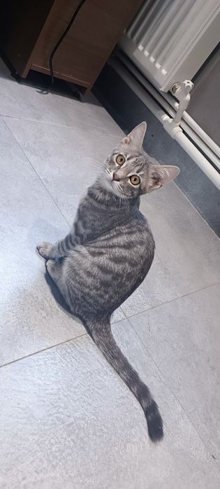 Отдам даром котёнка 3 месяца.
