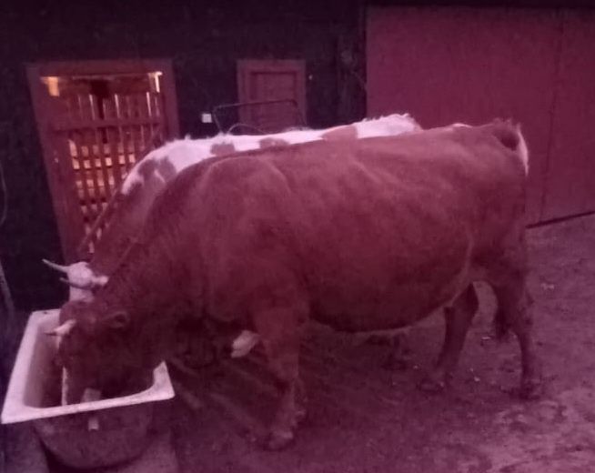 Vînd vacă gestantă