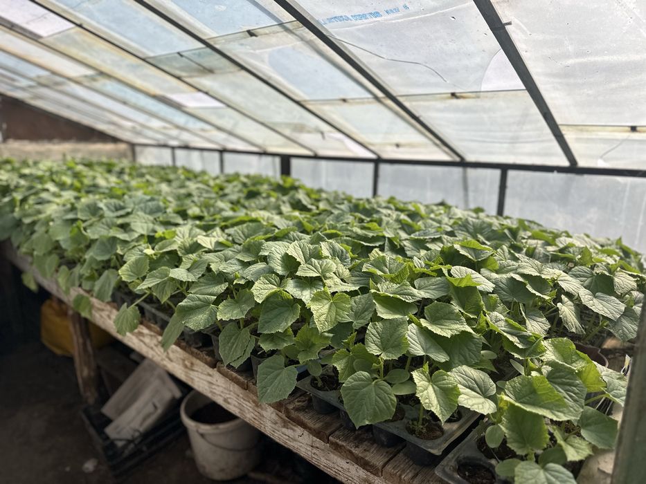 Rasad rosii castraveti ardei vinete (producator local)