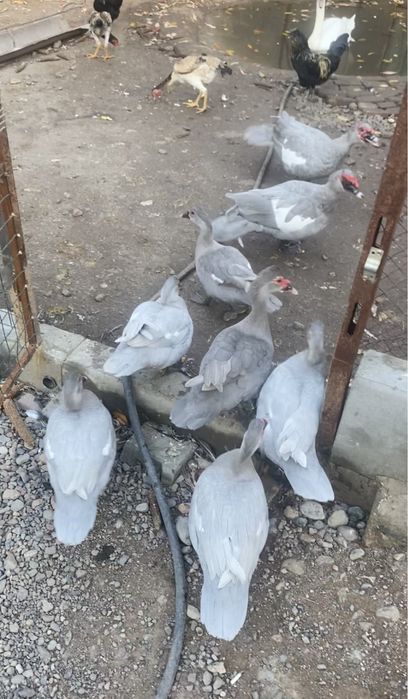 Лавандовое индоутята