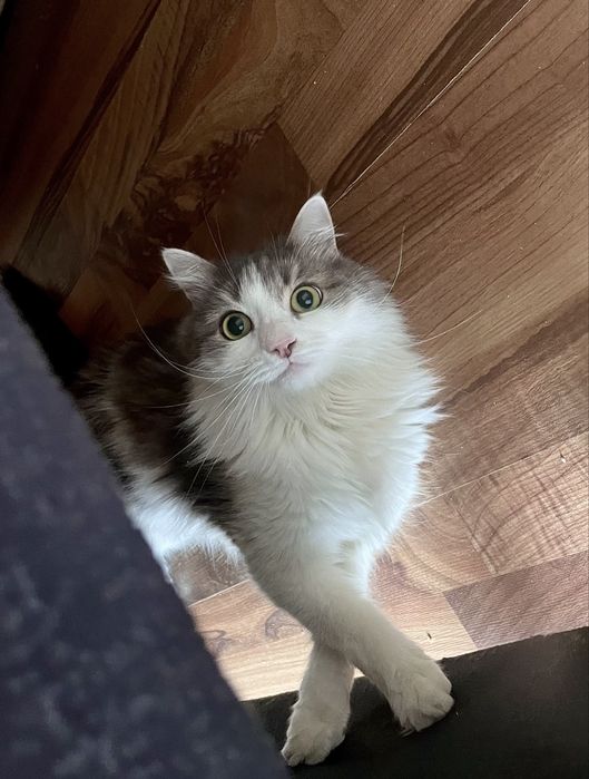 Отдам кота в добрые руки