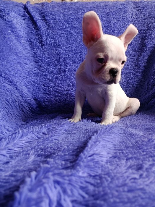 Французский бульдог