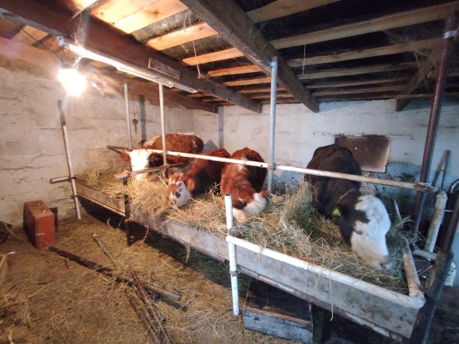 Ірі қара мал сатылады , Симментал.