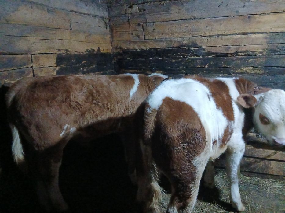 Vand doi  vitei  bălțati