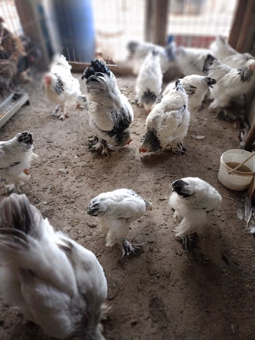 Cocoș și găini Brahma  100 ,,,250. Lei in funcție de pasăre