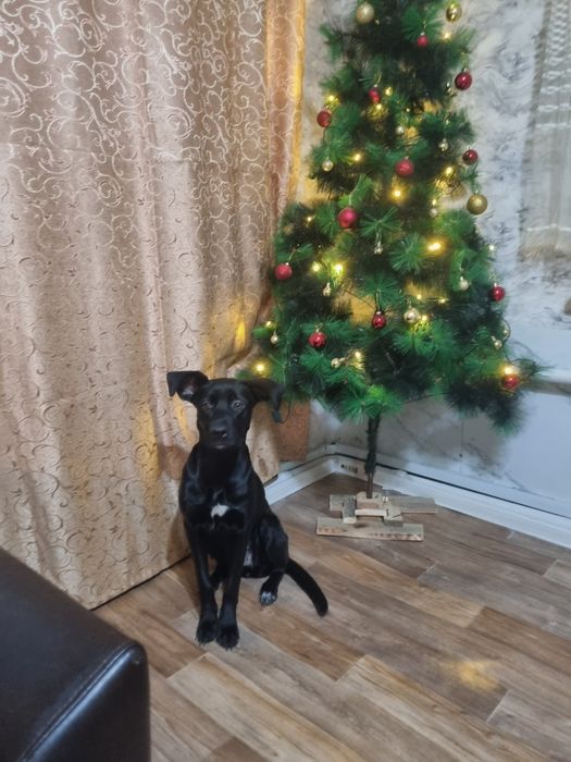 Отдадим 2 собак в добрые руки