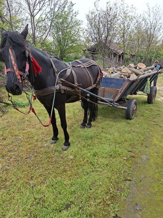 Iapa de vânzare cu căruță prețu la telefon