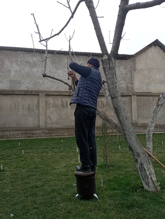 Bogʻbon xizmati agranom