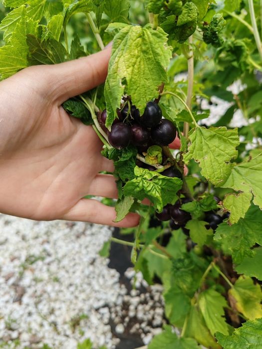 Продам дачу по красноярской трассе