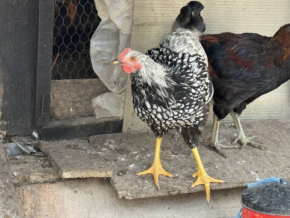 Cocosi de rasa pura