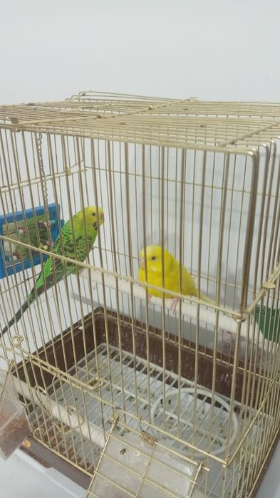 Продам попугаев в клетке