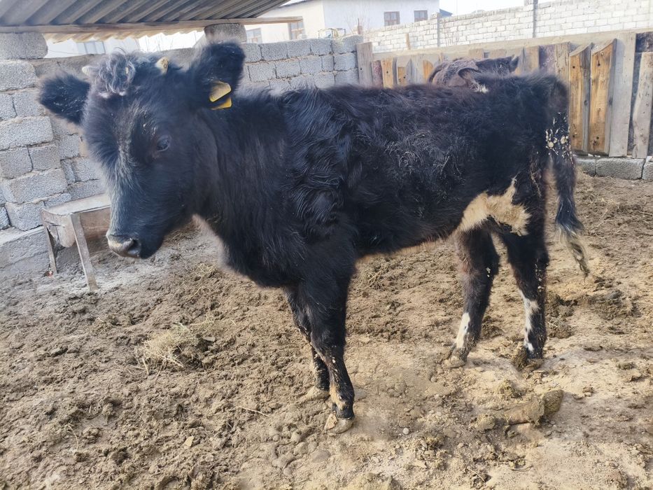 2 қашар сатылады. Туркестанда