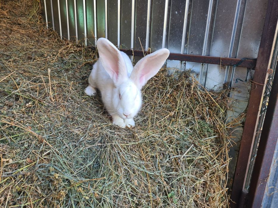 Doua femele iepuri Urias German Alb