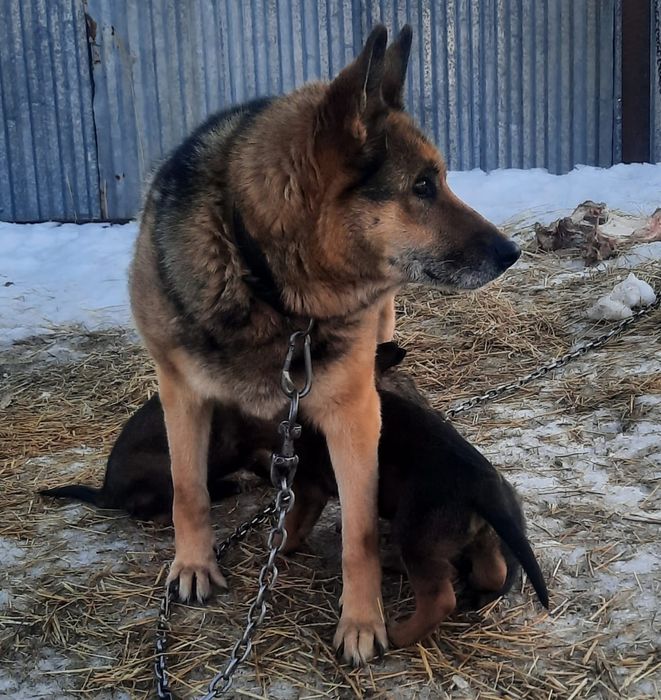 Продам щенка Волкособа!