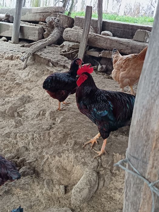 Vând cocosi new hampshire  și Rhode island