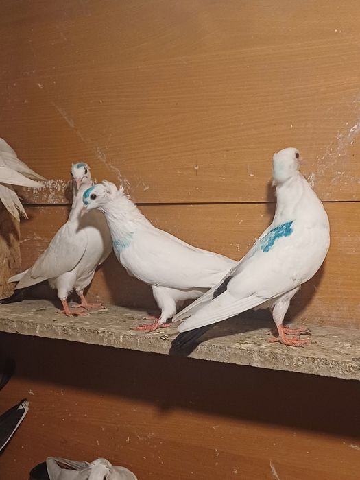 Голуби бакинские