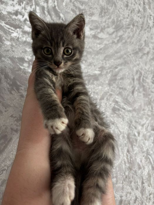 Добрые милые котята