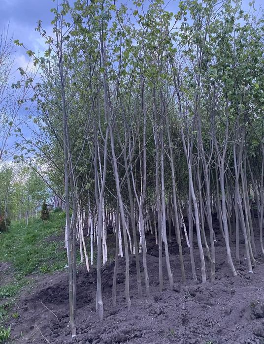 Mesteacăn betula, tei de floare, frasin, carpen, stejar roșu, arțar