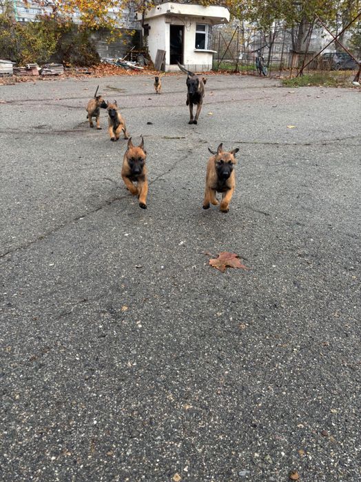 Белгийска Овчарка Малиноа