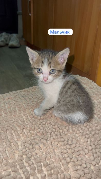 Котята 1.5 месяца